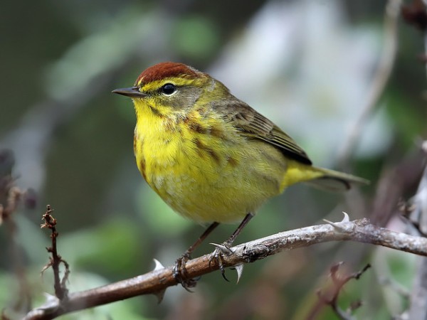 Palm warbler