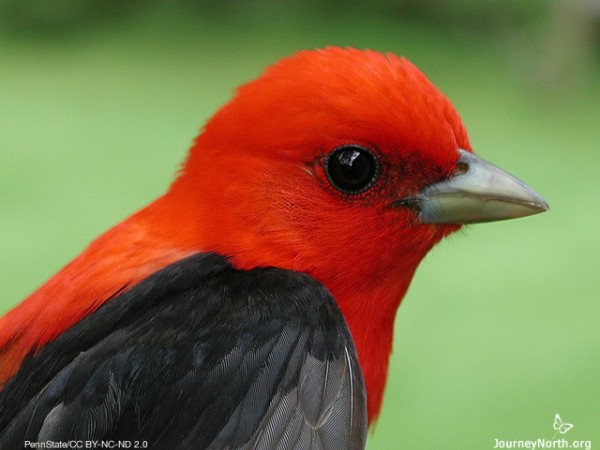 Scarlet tanager