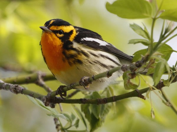 Blackburian warbler