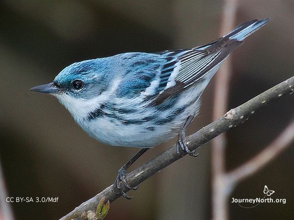 Cerulean warbler