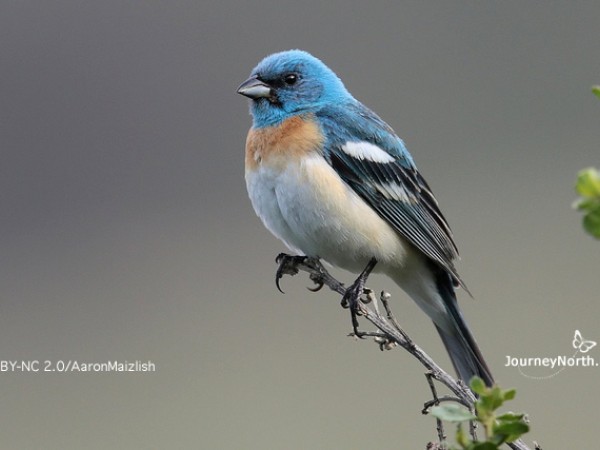 Lazuli bunting