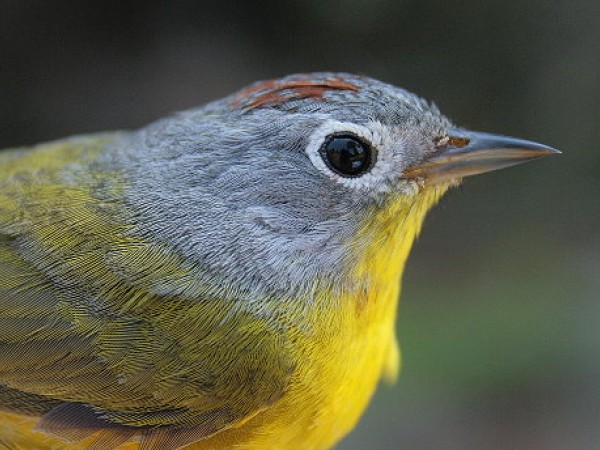 Nashville warbler