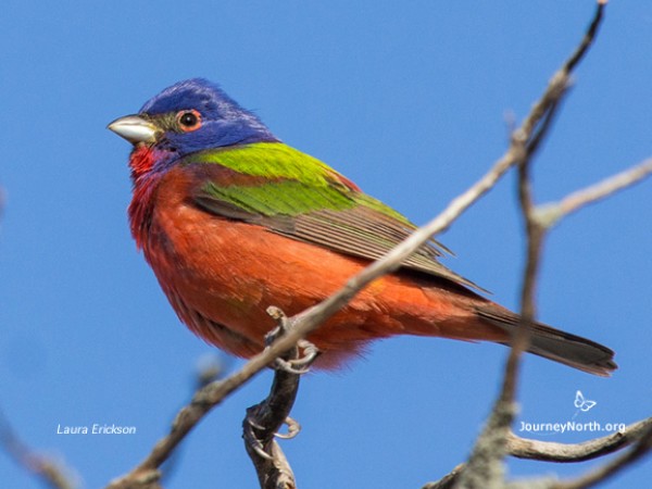 Painted bunting