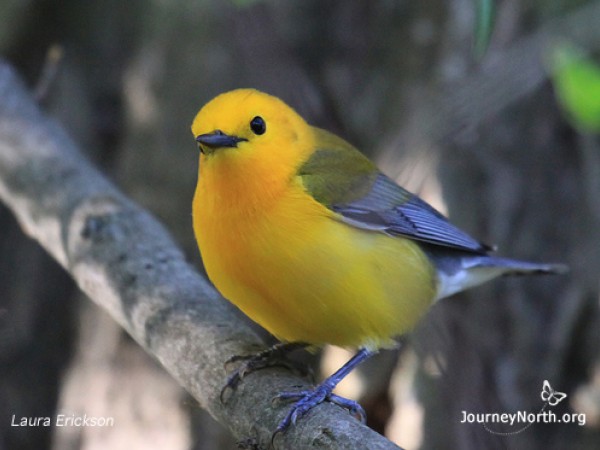 Prothonotary Warbler