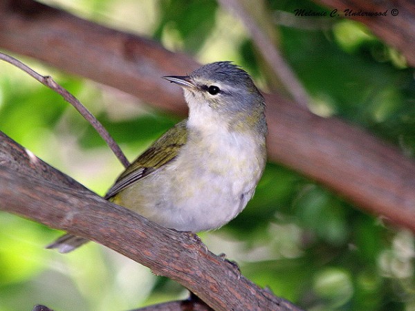 Tennessee warbler