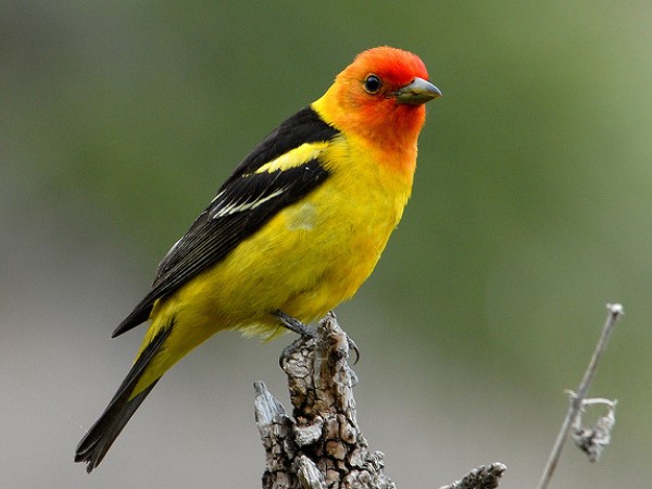 Western tanager