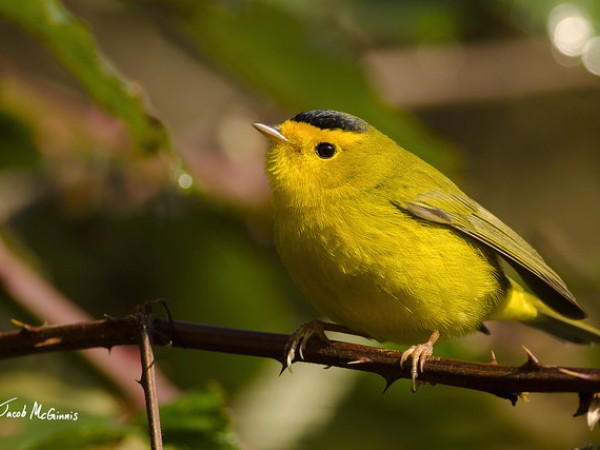 Wilson's warbler