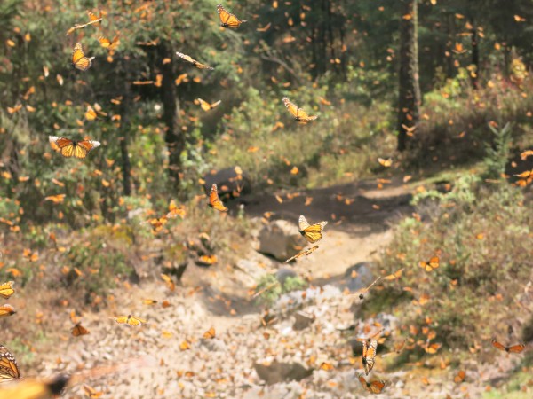 Monarch Butterflies at El Rosario Sanctuary in Mexico