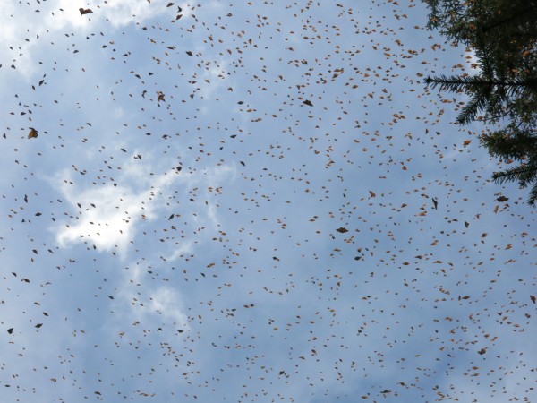 Monarch Butterflies at Sanctuary in Mexico