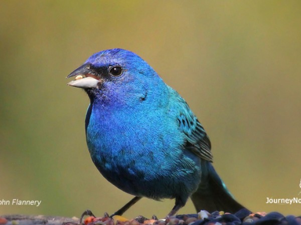 Indigo Bunting