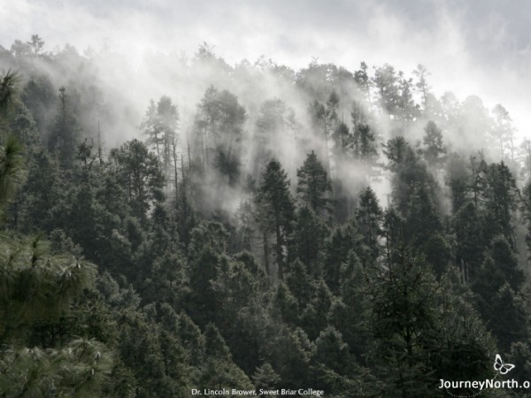 Monarchs, Mountains, and Moisture