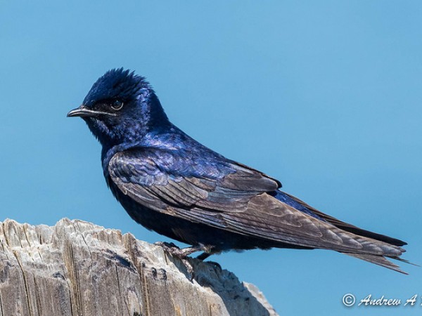 Purple Martin