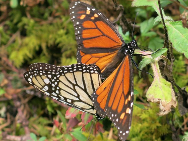 Monarch Butterflies at El Rosario Sanctuary in Mexico