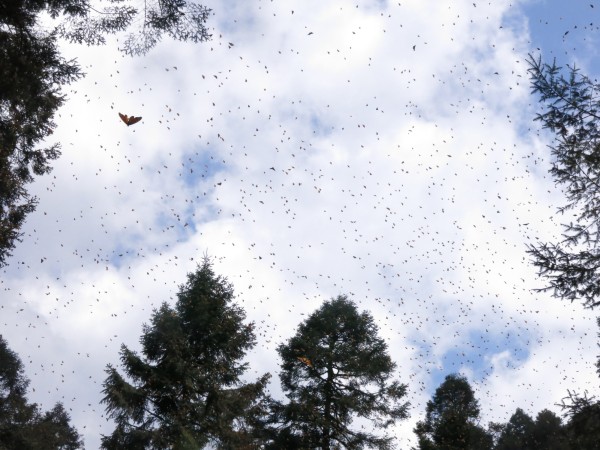 Monarch Butterflies at El Rosario Sanctuary in Mexico