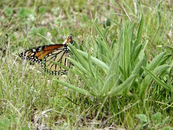 Monarch on newly emerged antelope horn milkweed in Austin, Texas on March 22, 2018 by Marian Henderson.