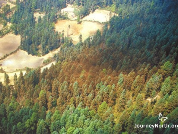 Aerial View of Monarch Butterflies at El Rosario Sanctuary in Mexico