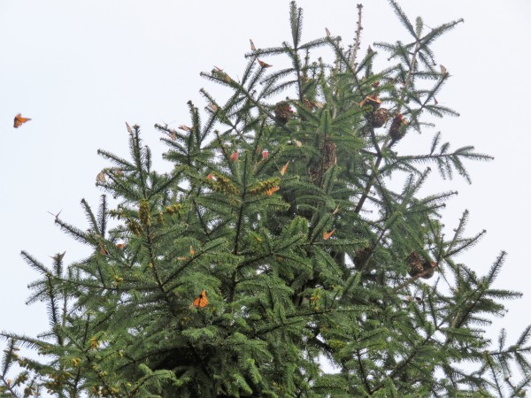 Monarch Butterflies at Cerro Pelon Sanctuary in Mexico