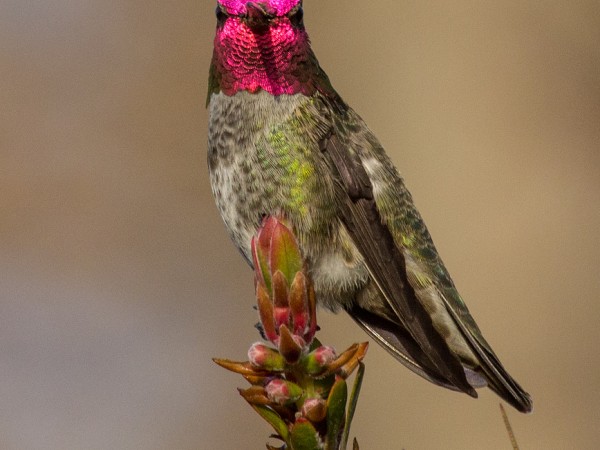 Anna's Hummingbird Copyright Laura Erickson