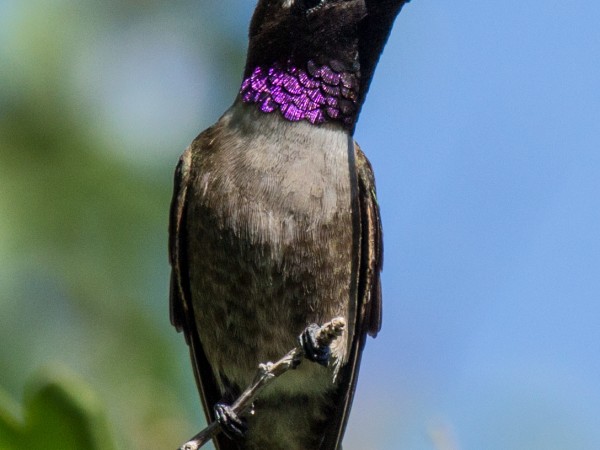 Black-chinned hummingbird