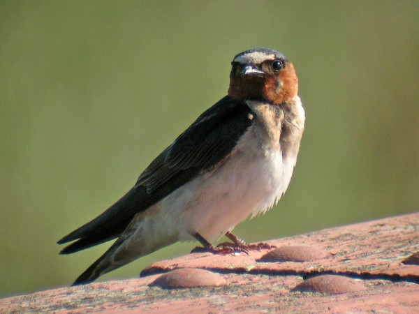 Cliff swallow