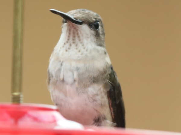 Female Rubythroat in Texas