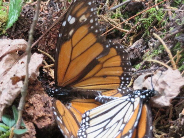 Mating on March 1st