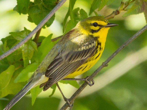 Prairie warbler