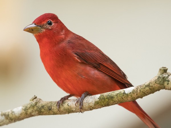 Summer tanager Becky Matsubara