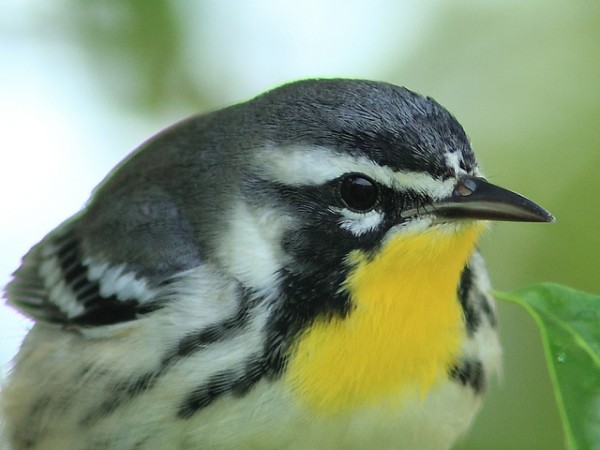 Yellow-throated warbler