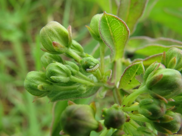 Monarch Butterfly Larva in Texas