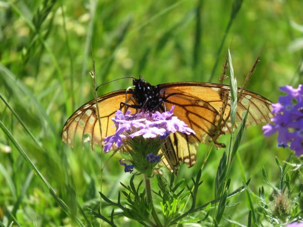 Faded monarch nectaring in Driftwood, Texas on April 15, 2018