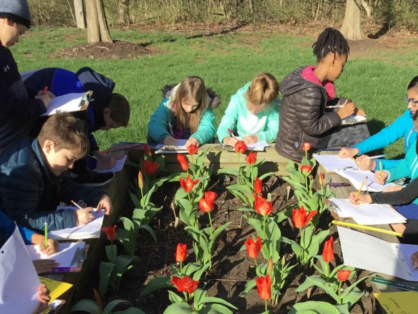 Investigating their blooming tulip garden in Missouri