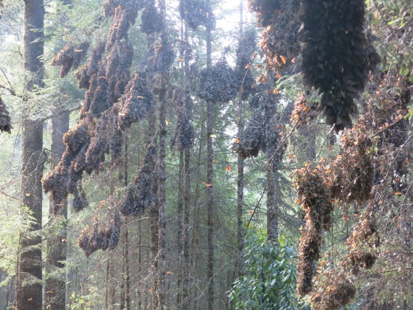 Image from El Rosario April 3, 2018