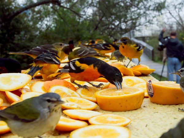 Baltimore orioles