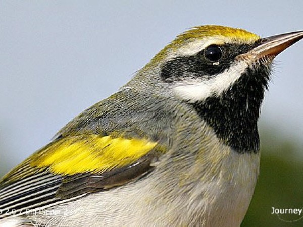 Golden-winged Warbler Photo: Big Dipper