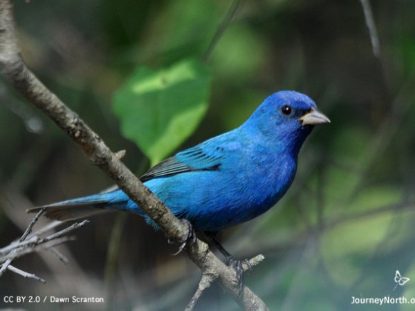 Indigo bunting, Dawn Scranton