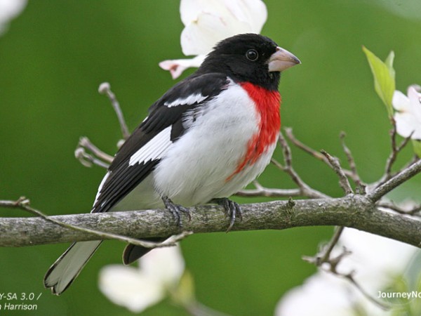 Rose-breasted grosbeak, John Harrison