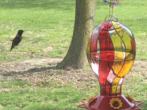 Male rubythraot in Ann Arbor Michigan