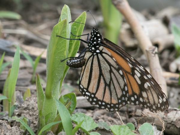 Monarch Butterfly Laying Eggs in Pennsylvania