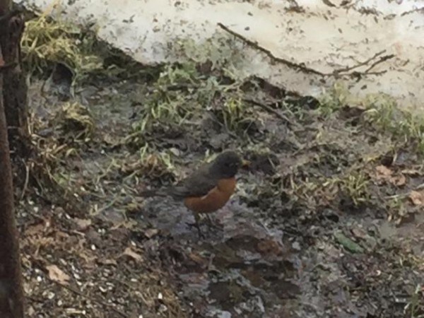 Robin in Alaska