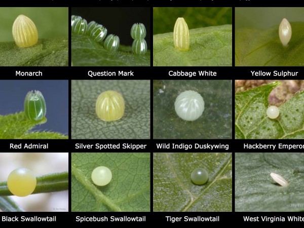 A Dozen Butterfly Eggs