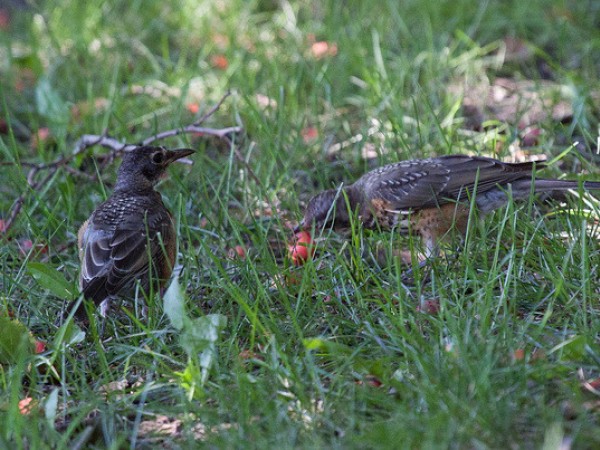 American Robin