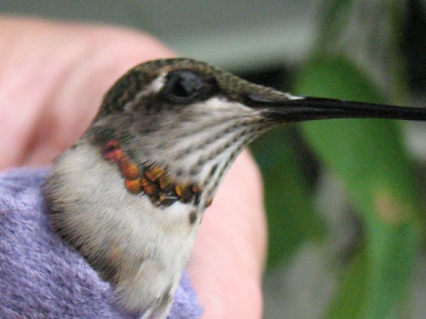 Image of hummingbird by Jaques Turgeon