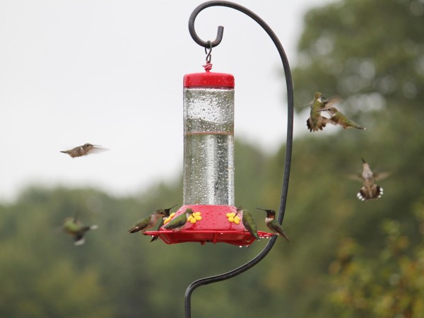 Image of hummingbird by Wayne Severson