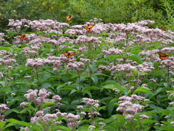 Monarch butterflies nectaring in Rochester, VT