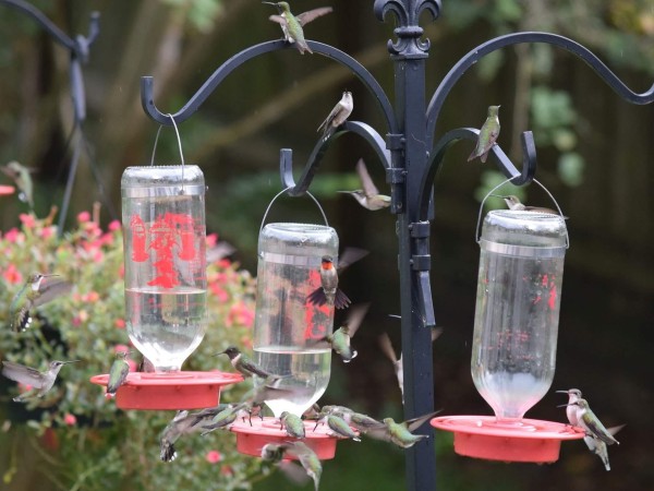Image of hummingbird by Becky Valentin