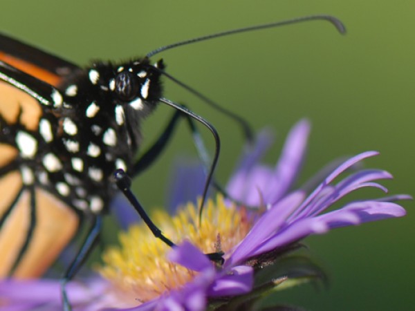 Nectar and Migration