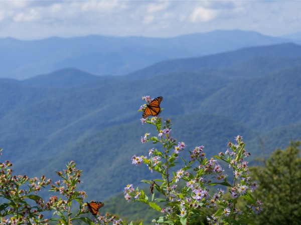 Monarch Butterflies by Elizabeth Fox