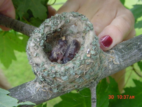 Image of hummingbird in nest by Dorothy Edgington