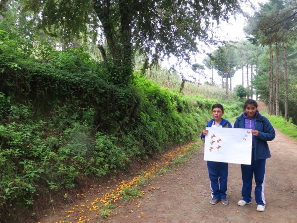 Monitoring the Monarch's Arrival in Mexico